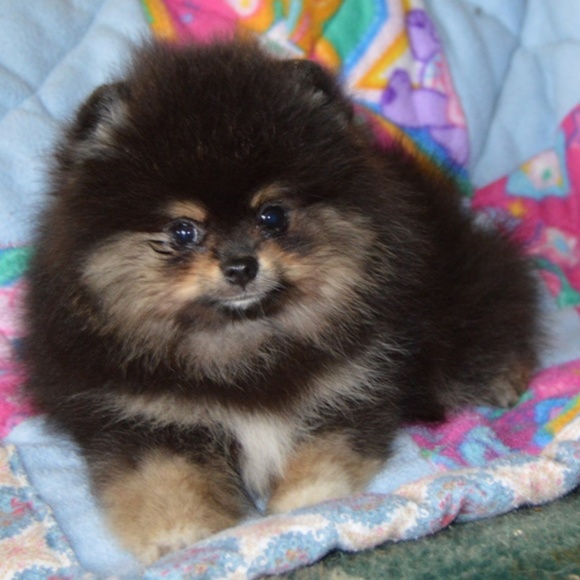 Meet the Posher - Picture 3 of 4